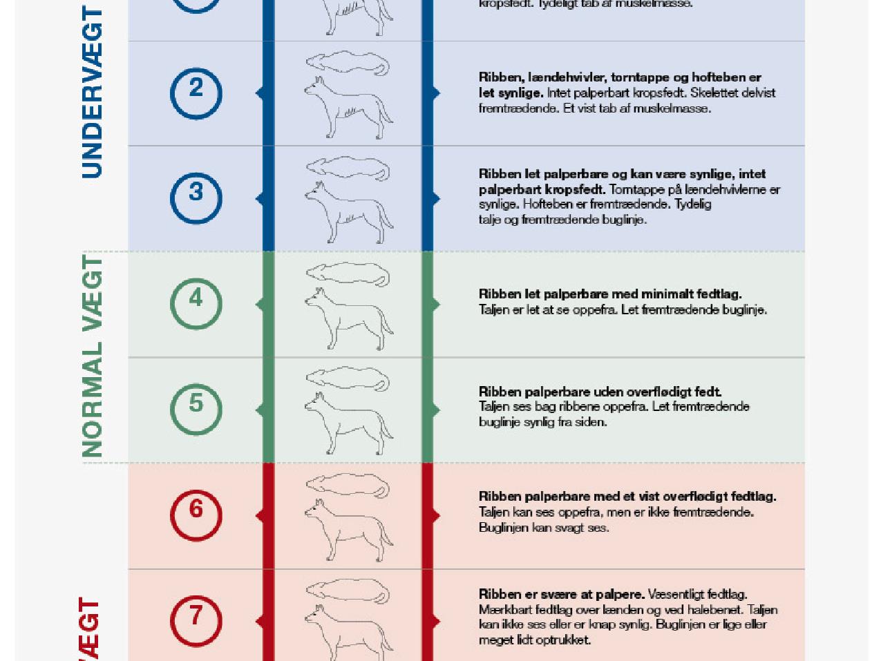 Body Condition Score Dog